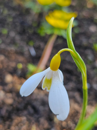 Galanthus plicatus ´WENDYS GOLD´
